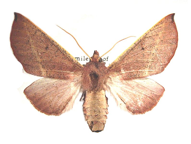 Oenochroma cycnoptera