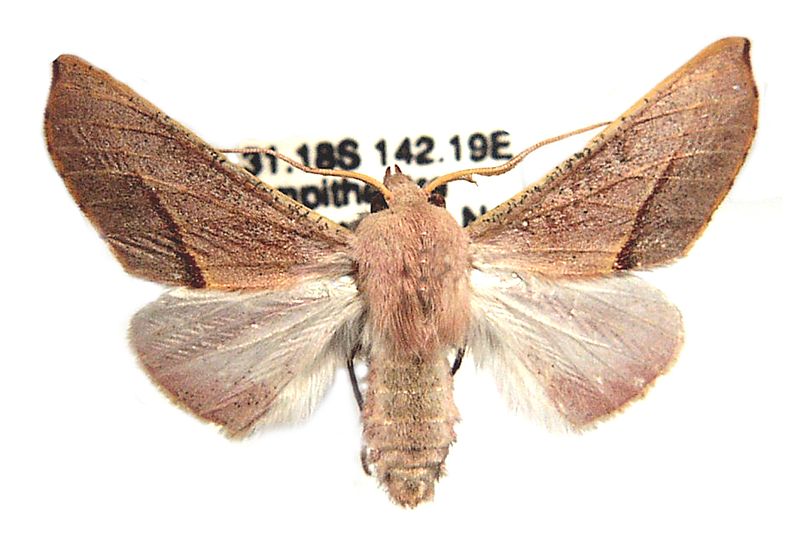 Oenochroma cycnoptera