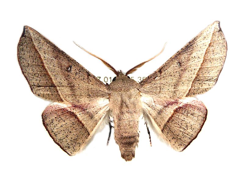 Oenochroma decolorata