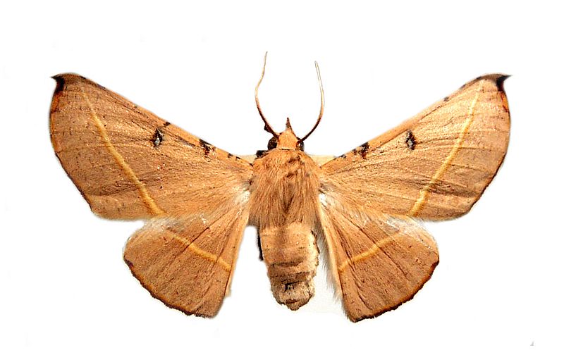 Oenochroma pallida