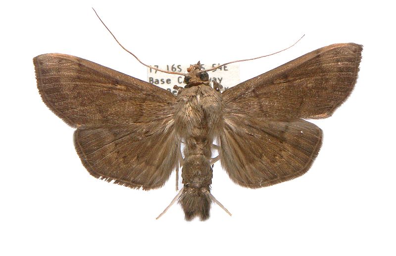 Omiodes basalticalis