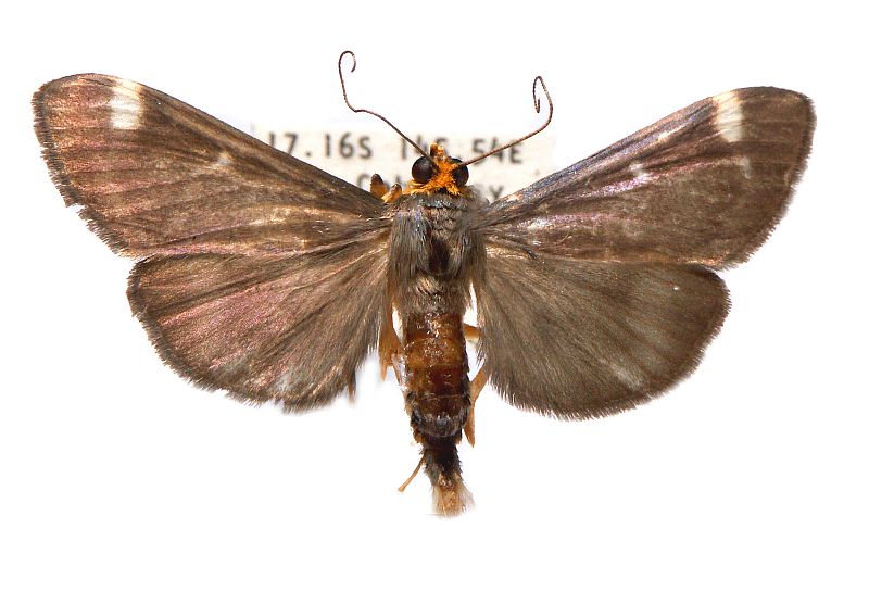 Omiodes chrysampyx