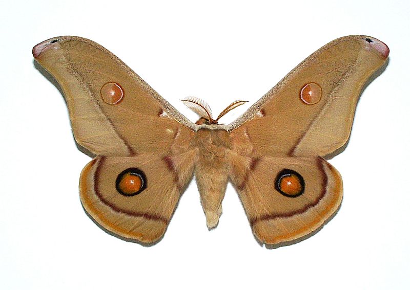 Opodiphthera eucalypti