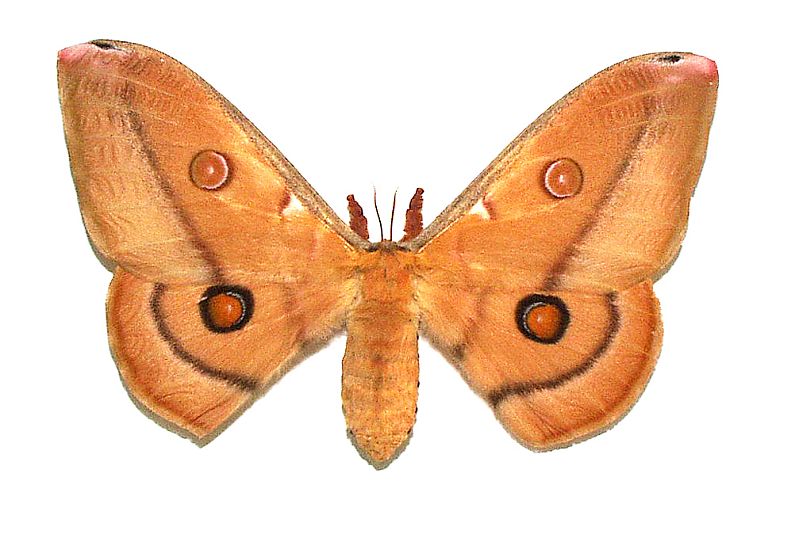 Opodiphthera eucalypti