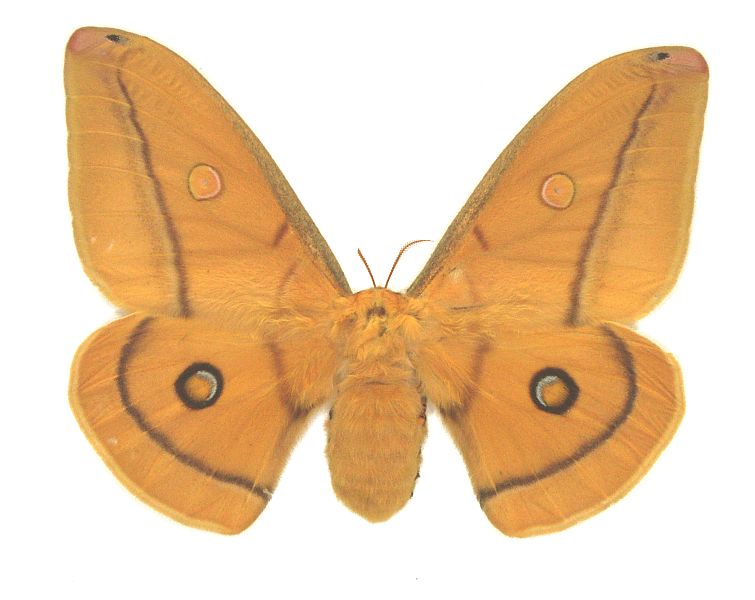 Opodiphthera helena