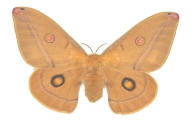 Opodiphthera helena