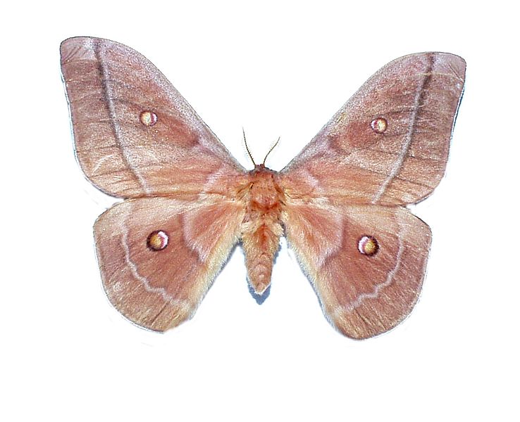 Opodiphthera saccopoea