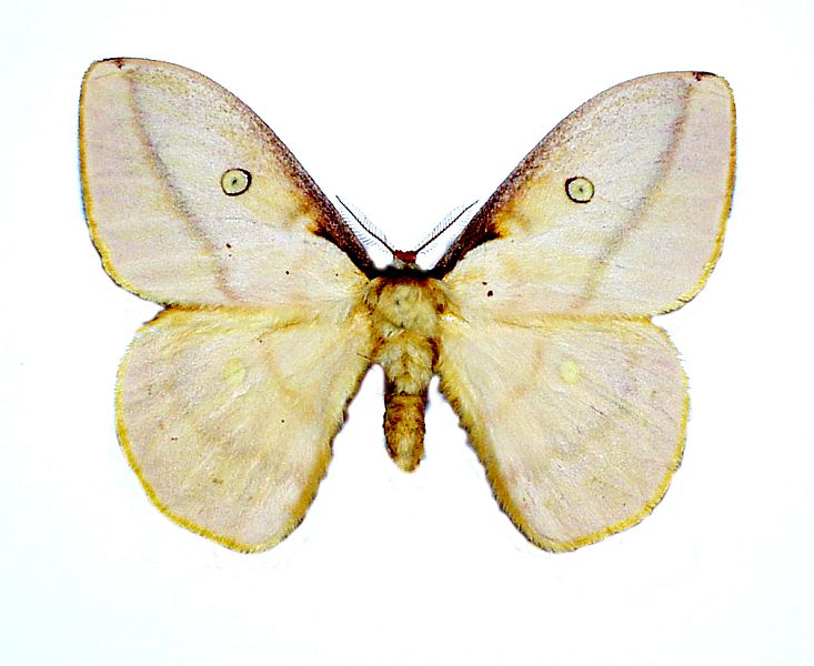 Opodiphthera sulphurea
