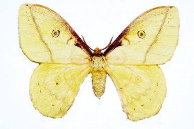 Opodiphthera sulphurea