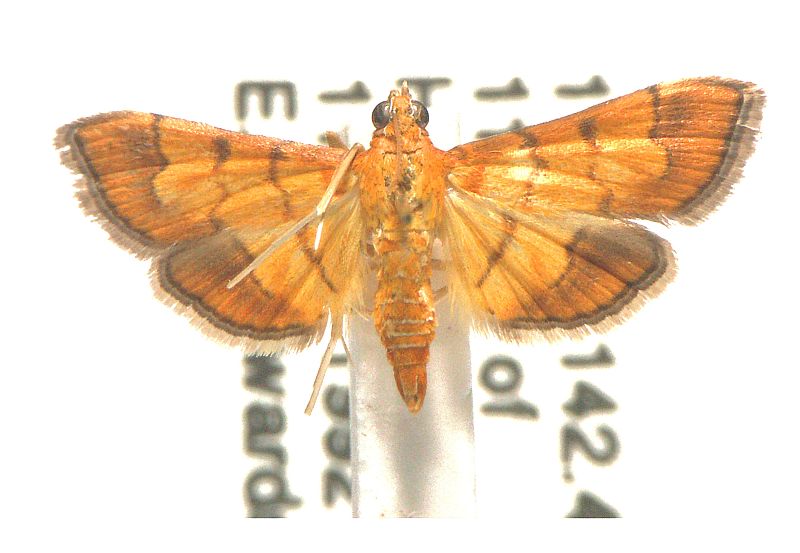 Orphanostigma abruptalis