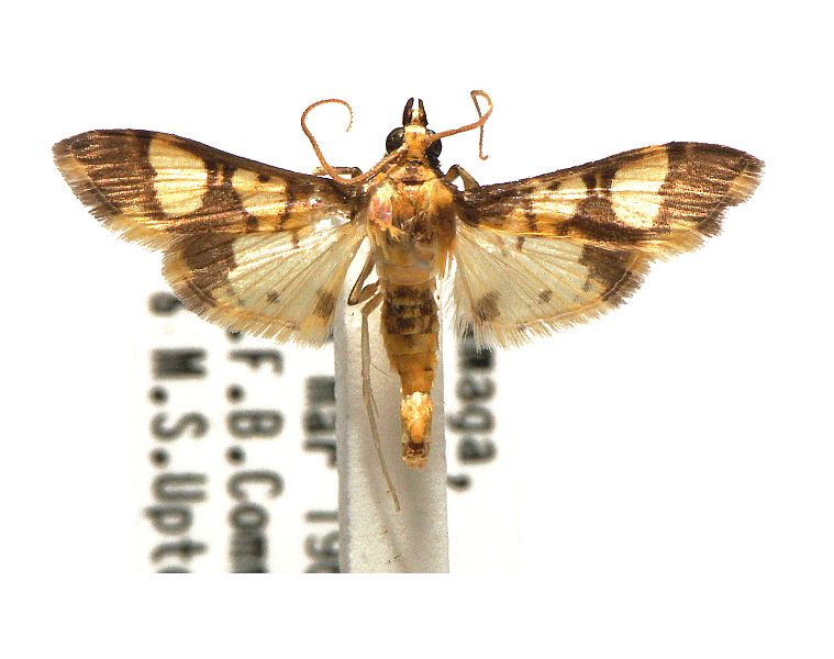 Orphanostigma angustale