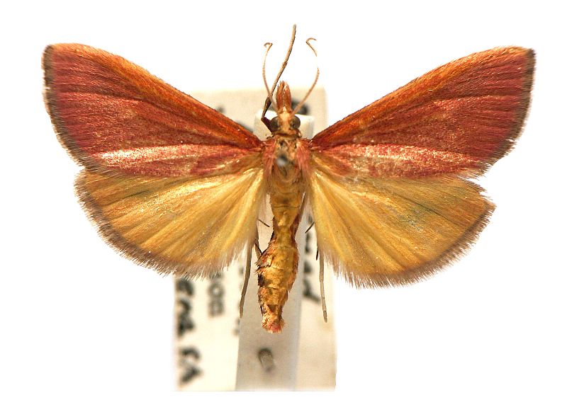 Osiriaca ptousalis