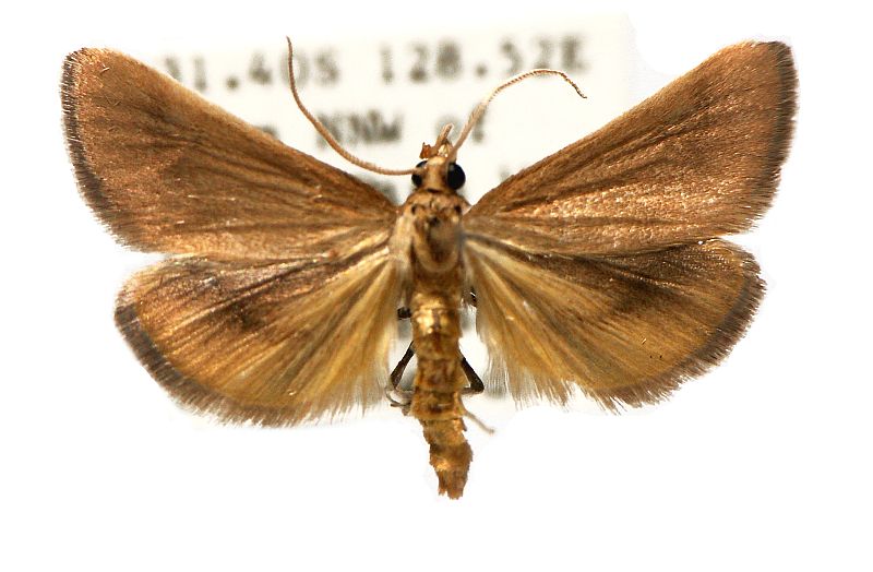 Osiriaca ptousalis