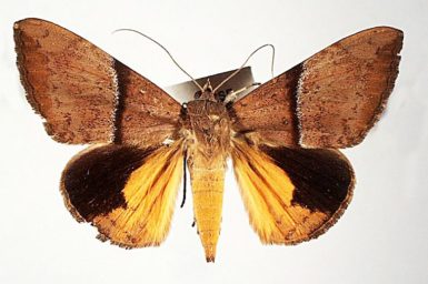 Oxyodes tricolor