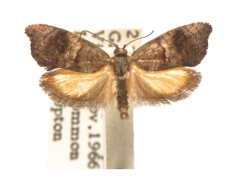 Oxytropha ametalla