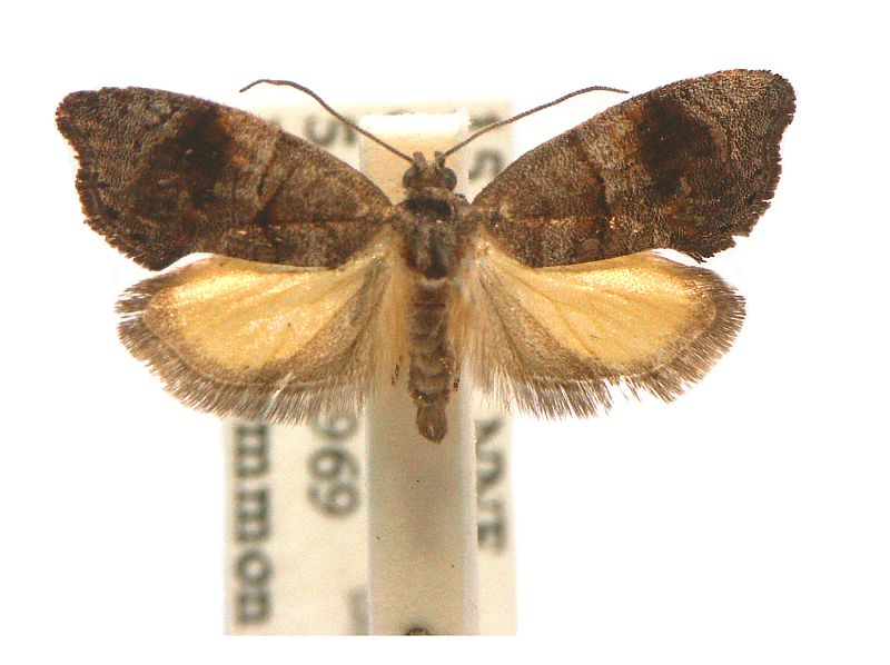 Oxytropha ametalla