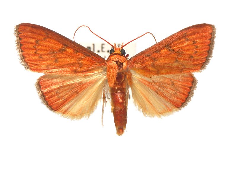 Paliga ignealis