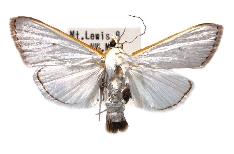 Palpita limbata