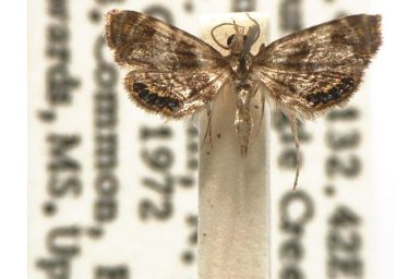 Paracataclysta fuscalis