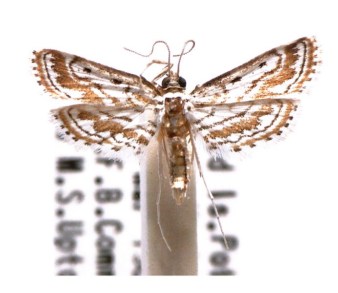 Parapoynx dentizonalis