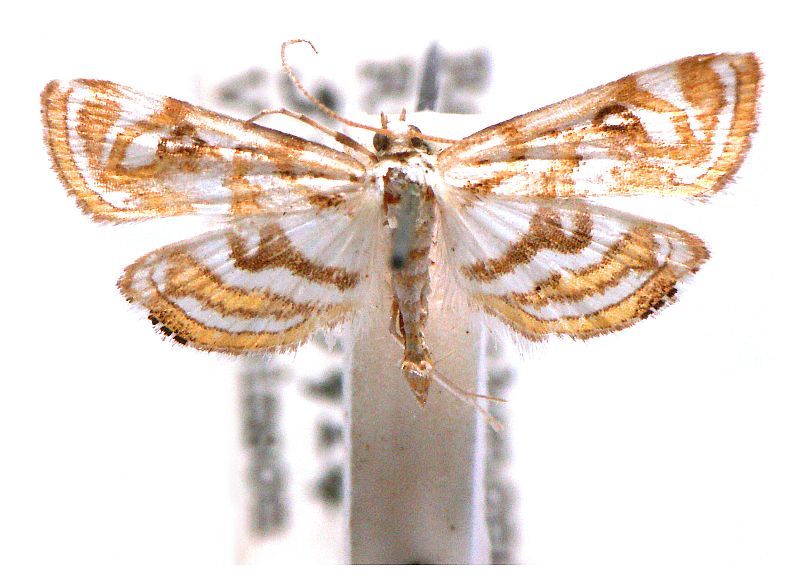 Parapoynx polydectalis