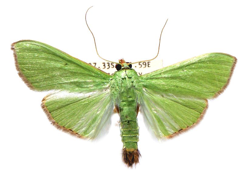 Parotis marginata