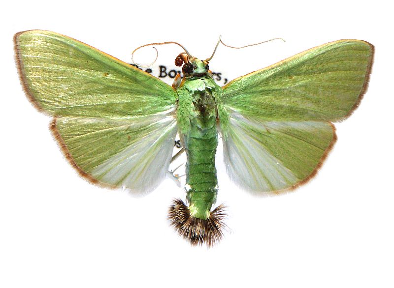 Parotis marinata