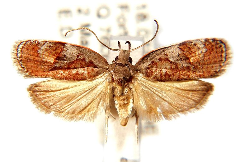 Peritornenta circulatella