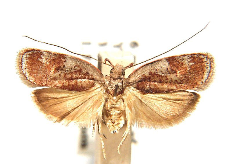 Peritornenta circulatella