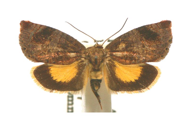 Peritropha oligodrachma