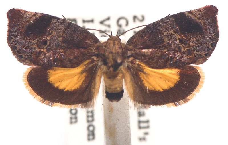 Peritropha oligodrachma