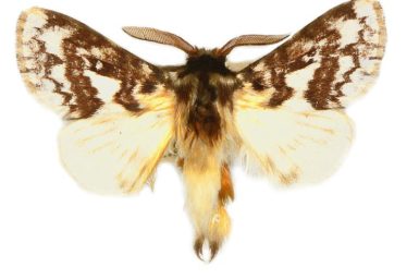 Pernattia brevipennis