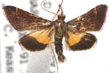 Persicoptera aglaopa