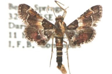 Persicoptera baryptera