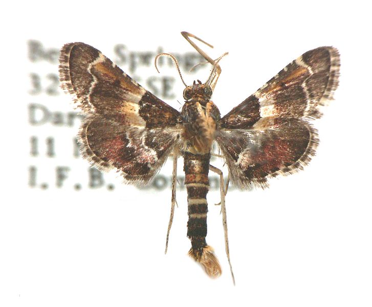 Persicoptera baryptera