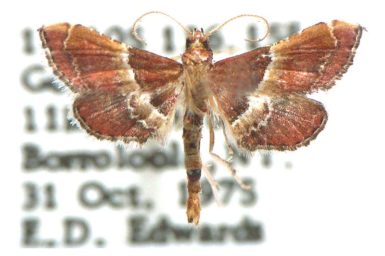 Persicoptera compsopa