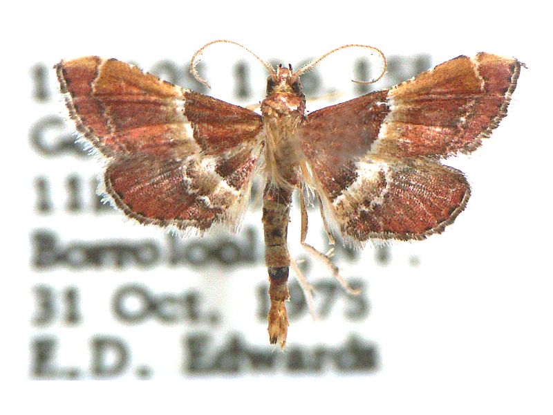 Persicoptera compsopa