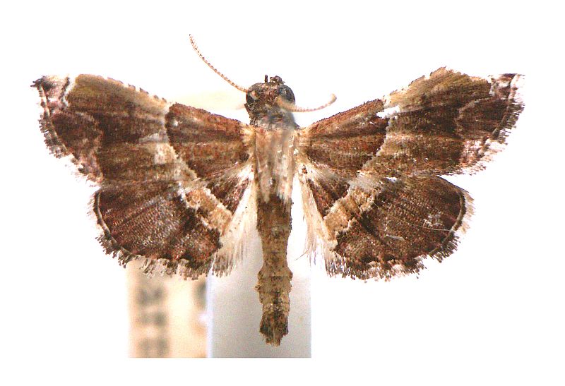 Persicoptera dinosticha