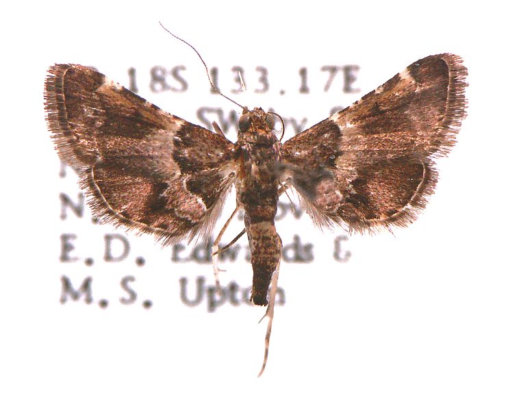 Persicoptera iochyta