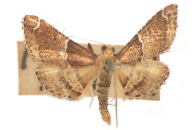 Persicoptera scioides