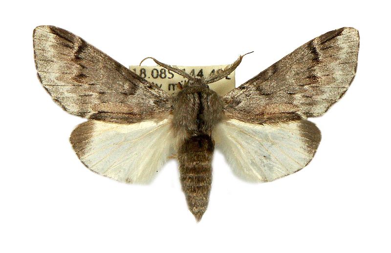 Pheressaces cycnoptera