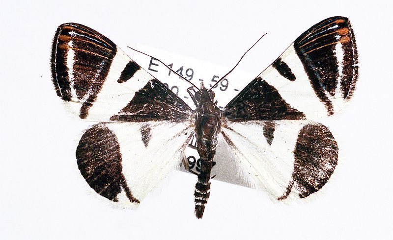 Phrataria bijugata