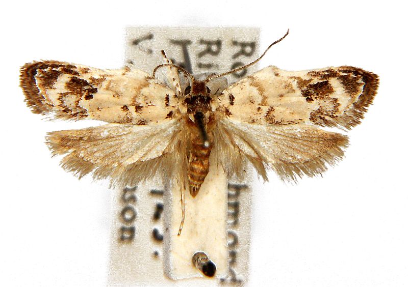 Piloprepes perinephela