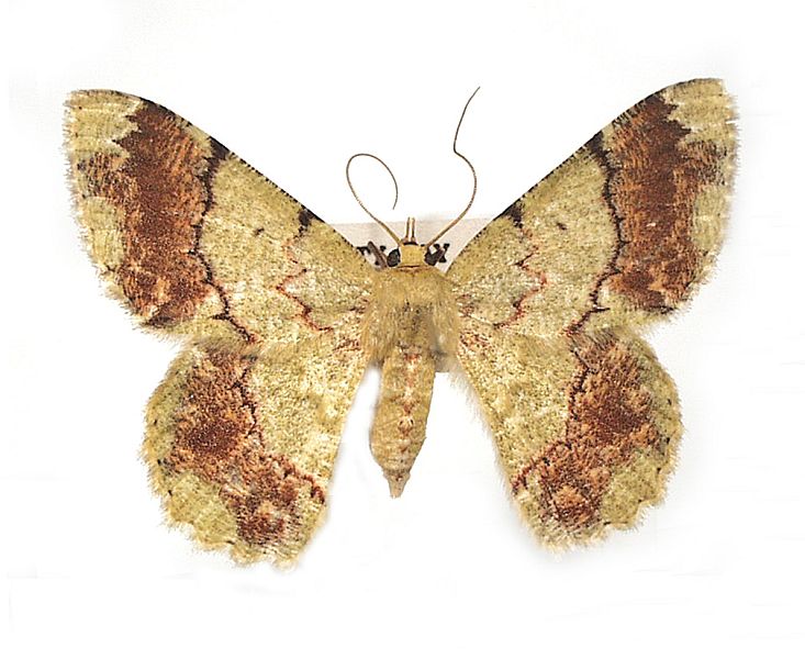 Pingasa angulifera