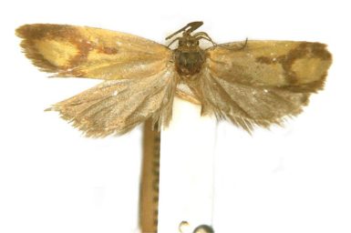 Plectobela annularis