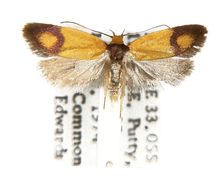 Plectobela ocellaris