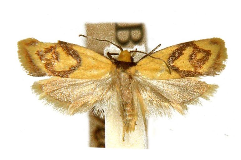 Oecophoridae Australian Moths Online