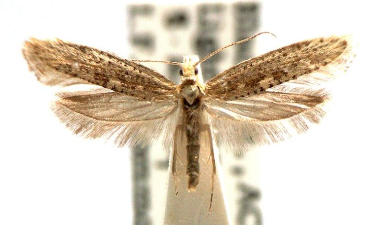 Plutella xylostella (Linnaeus, 1758) – Australian Moths Online