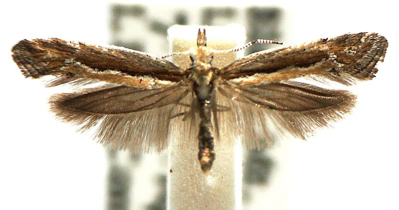 Plutella xylostella (Linnaeus, 1758) – Australian Moths Online