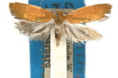 Poliorhabda chrysoptera